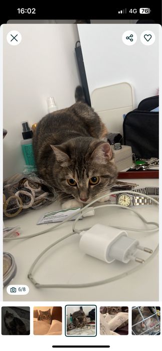 Кошечка домашняя