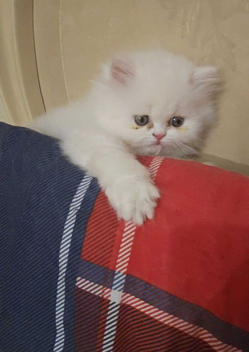 Персийска котка