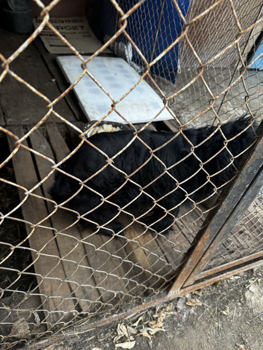 Продам собаку