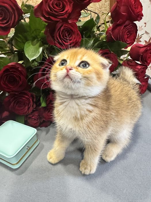 Продаю фолд золото