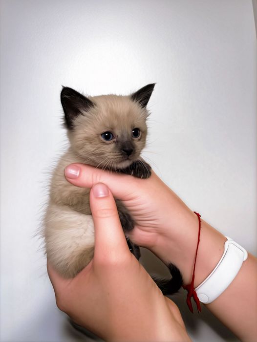 Котенок ищет дом