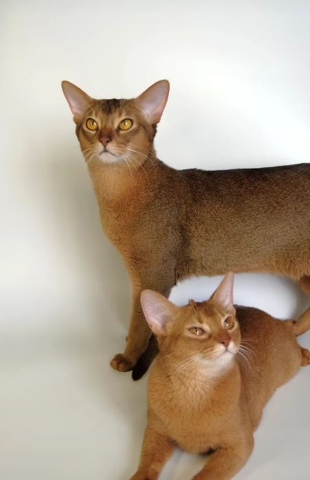 Абиссинец  вязка