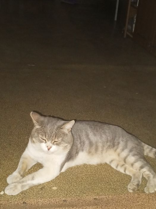 Пропал любимый кот.