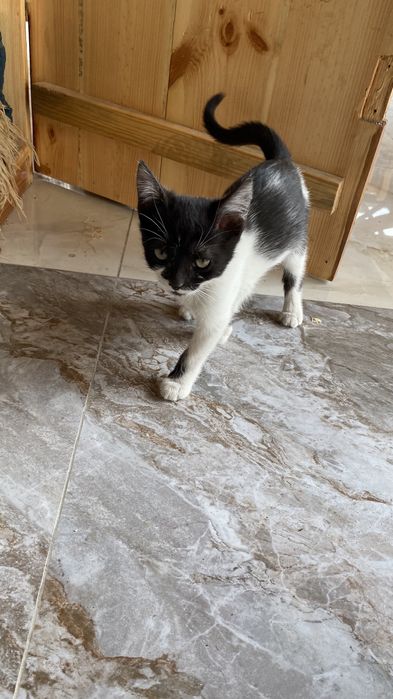 Котята домашние