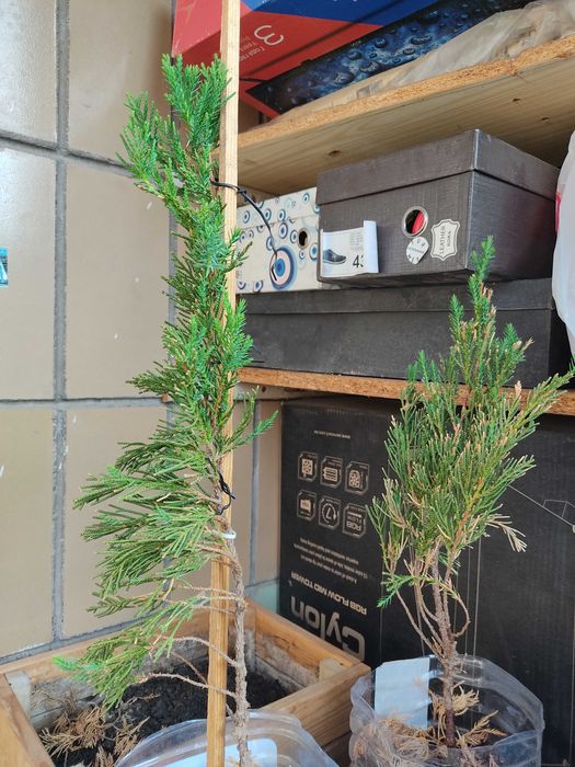 Кипарис  саженцы