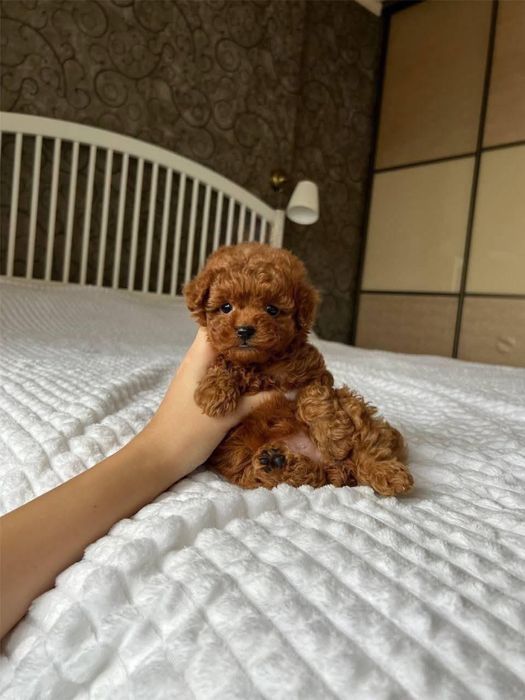 Catel Pudel roscat de vanzare, rasa pura