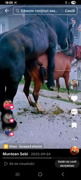 Iapă de vânzare cuminte și ascultătoare merge la căruță trage foarte b