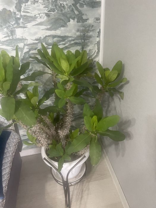 Молочай очищает энергетику дома