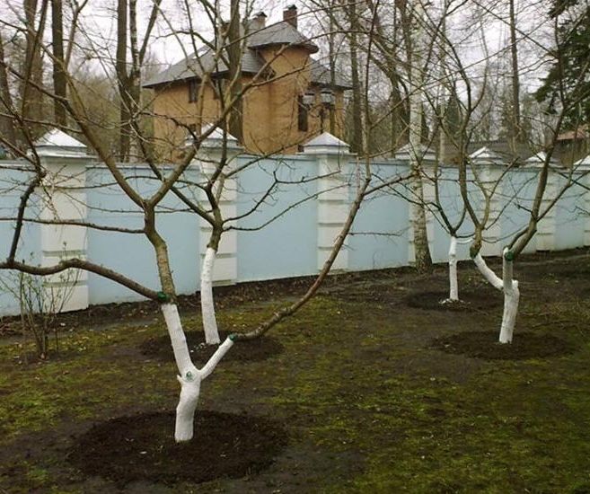 Обрезка деревьев