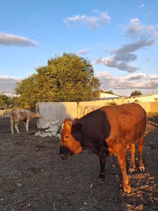 Продам молодняк 17 голов