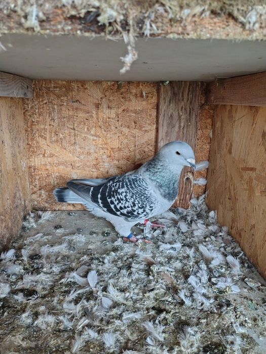 Porumbei standard românesc