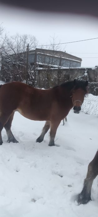 Vînd iapă opt ani qestanta