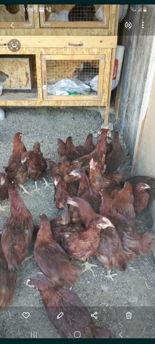 Malotka tovuqla sotladi