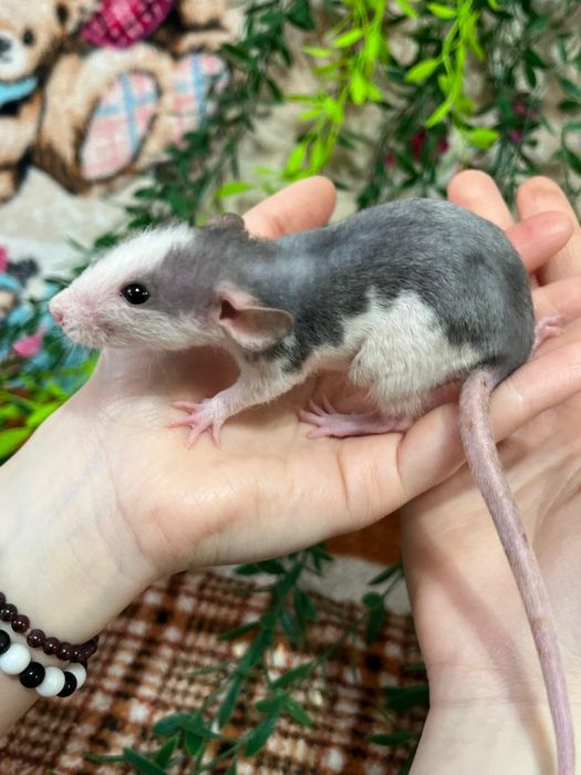 Крысы малыши (крысята,крыса)