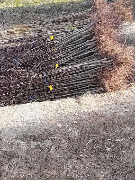 Pomi fructiferi de vânzare