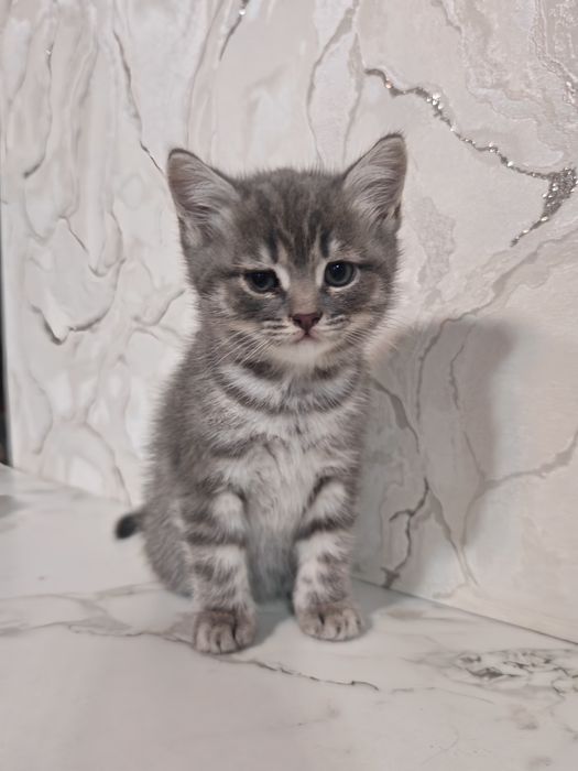 Продам милых  котят