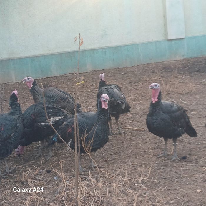 Индюктер сатылады