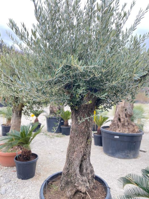 Maslin  secular   decorativ