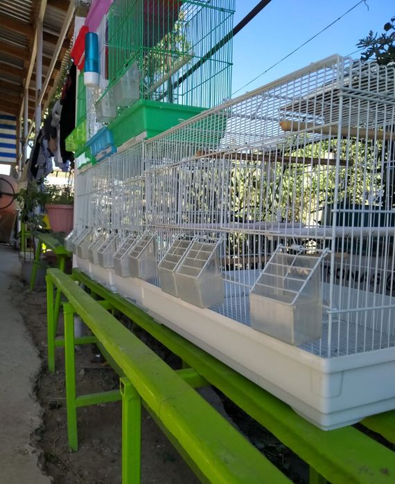 ПОПУГАИ,Клетки , корма