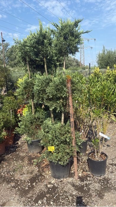 Diverse plante ornsmentale