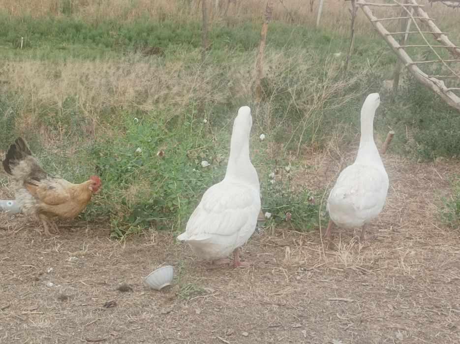 Gʻoz 2 ta kurka 4 ta sotiladi manzil Jizzax zomin Toshkentga dastafka