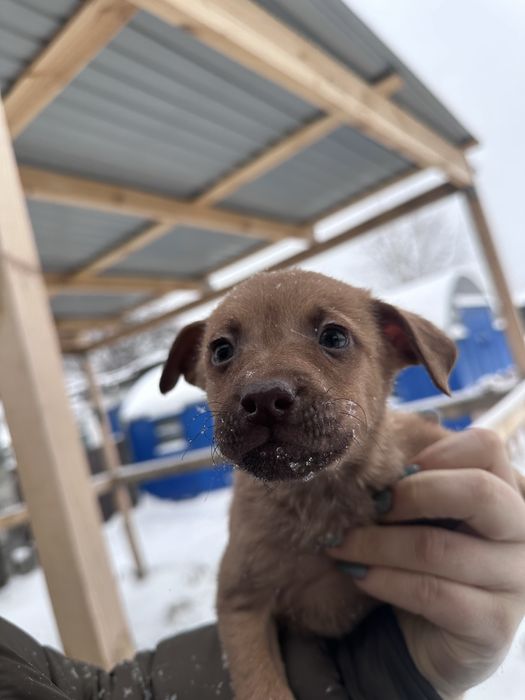 Отлам щенков в добрые руки