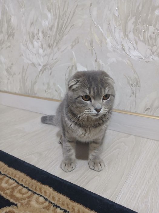 Скотч фолл мушукк