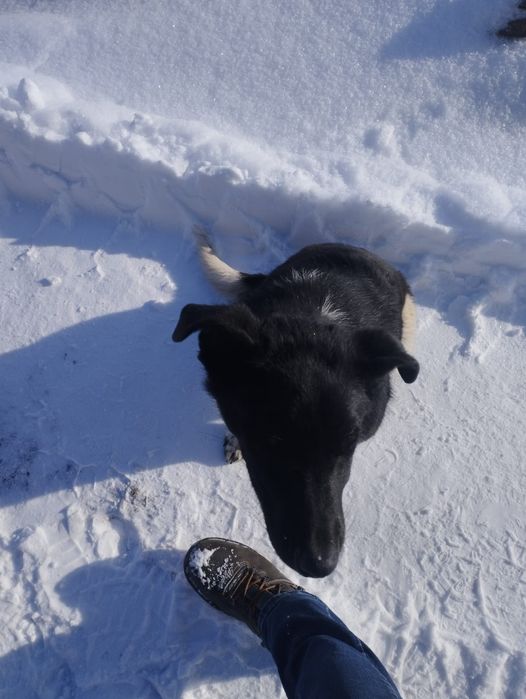 Щенок 3-4 месяцев