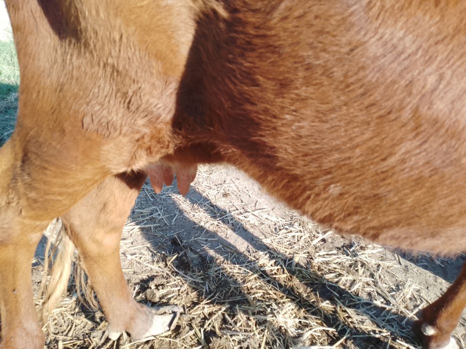 Ona bola sigir kafolati bilan