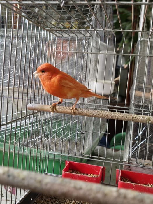 Canari candatori tineri 2025