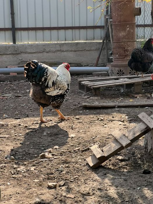 Vand găini wyandotte roșu-negru(vand și cocoși 200RON)