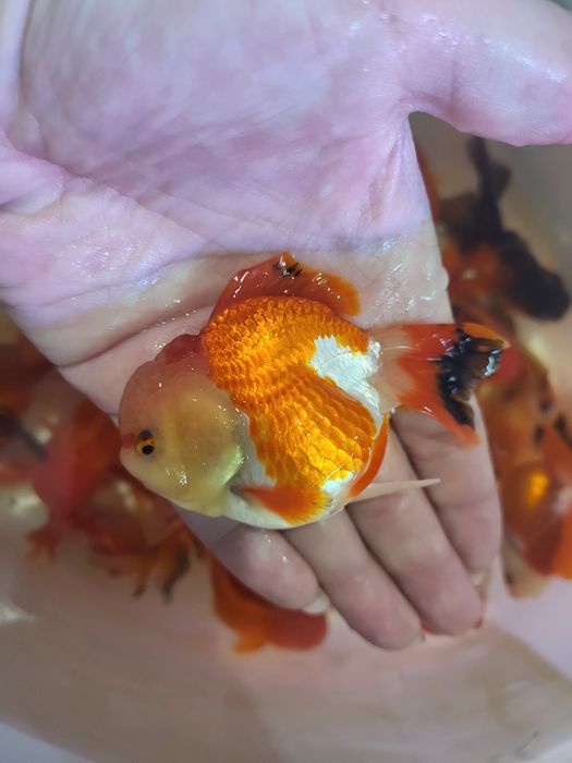 Vând carasi oranda