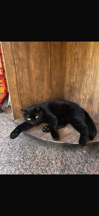 Пристраиваеться кошечка