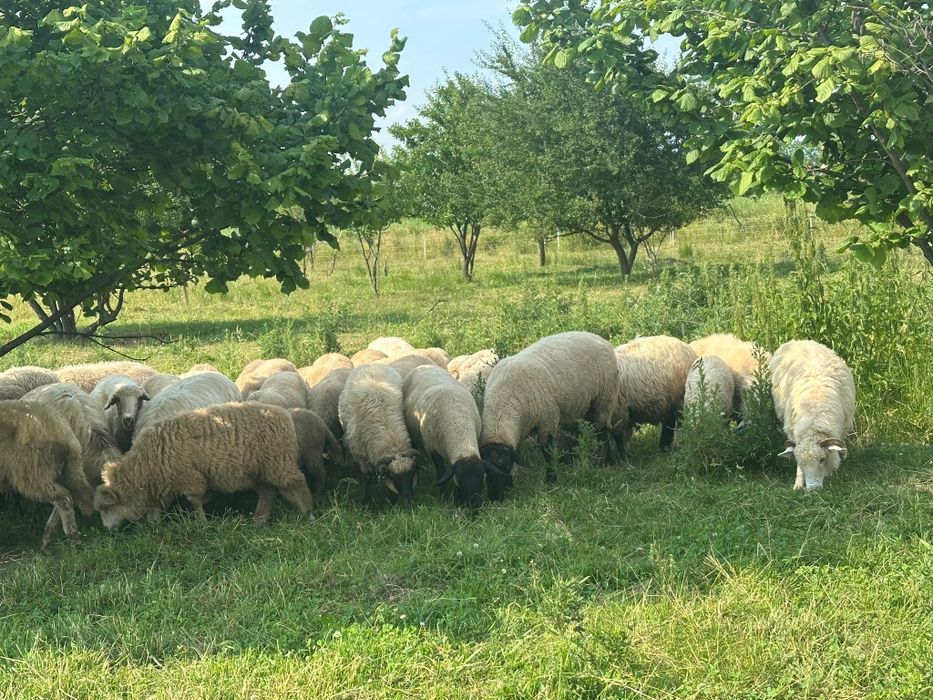 Vând oi și miei !