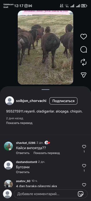 Dakan xoʻroz yaqnda 1yilik boʻladi