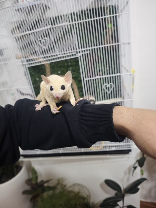 Сахарная сумчатая летяга