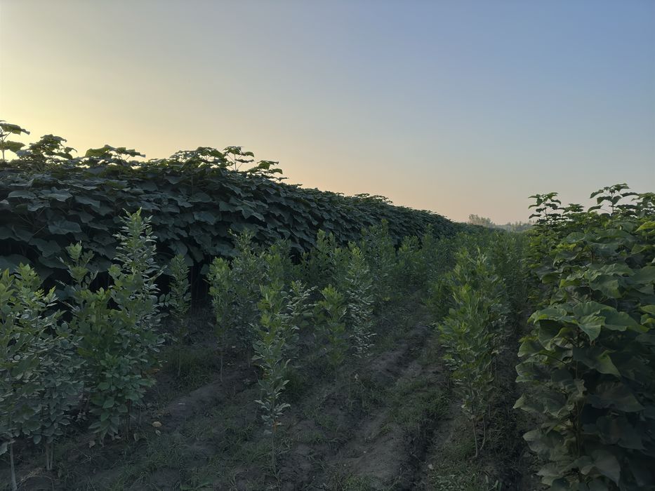 Павловния бор Pavloniya bor