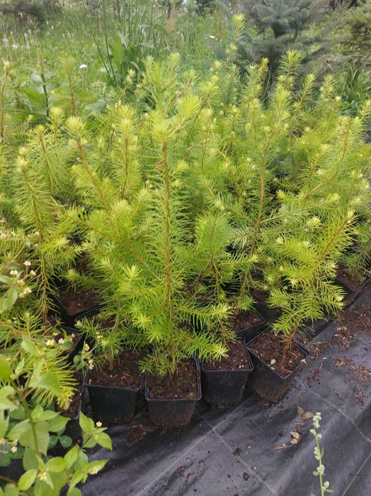 Puieti duglas Pseudotsuga menziesii ghiveci P12- plantare 12 luni/an