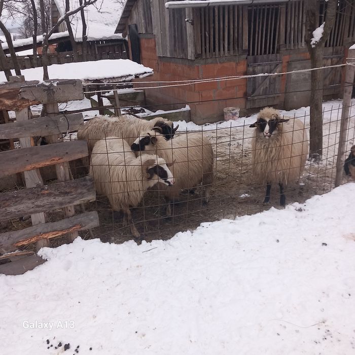 Oi de vînzare 6 bucăți