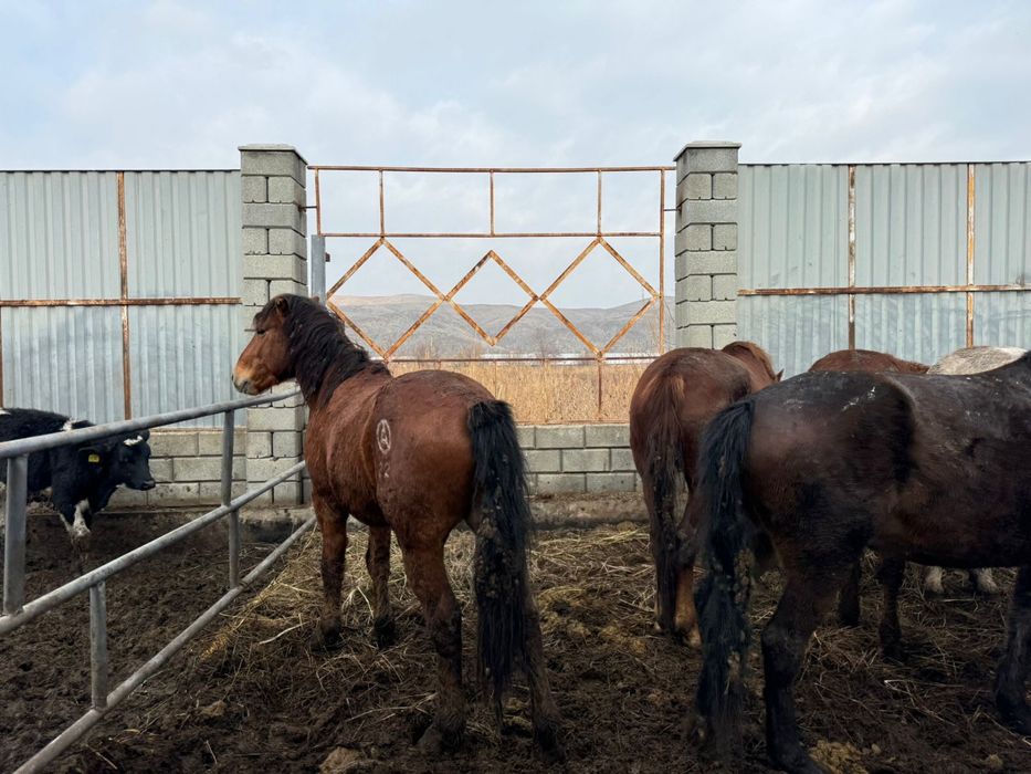 Продаются лошади