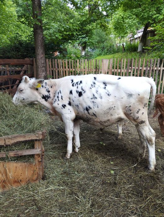 Vitea/juninca Holstein original