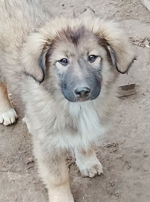 Каракачански кучета