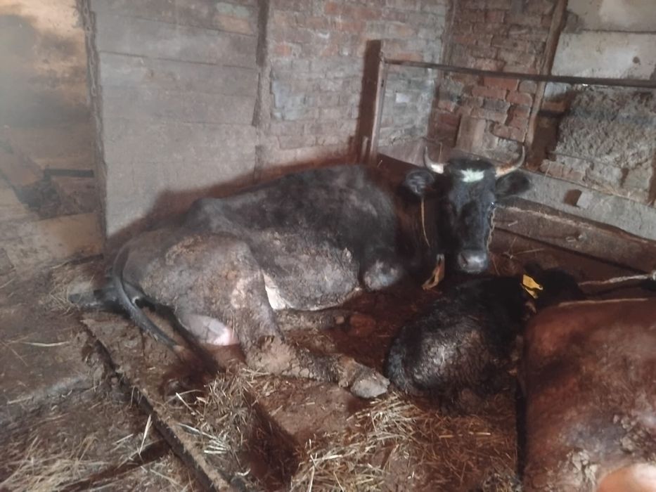 Продам крупно рогатый скот ( коров)