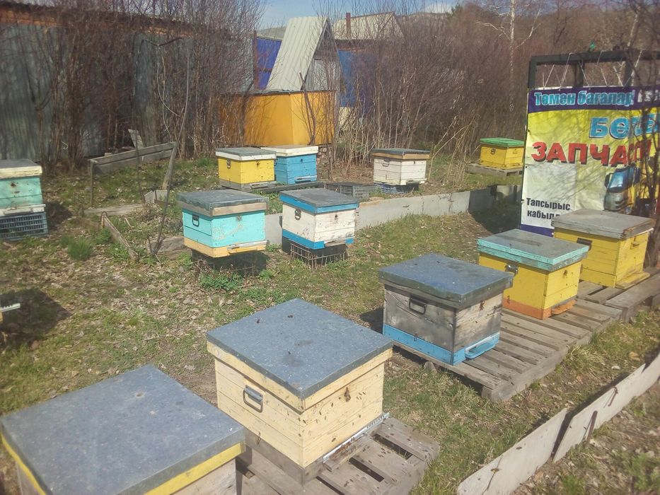 Пакеты пчелосемьи продам.
