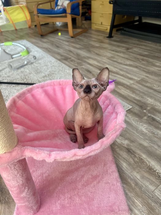 Sphynx cu pedigree si teste