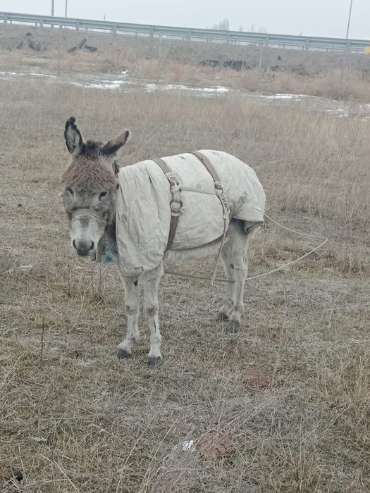 Есек бар минги жуас
