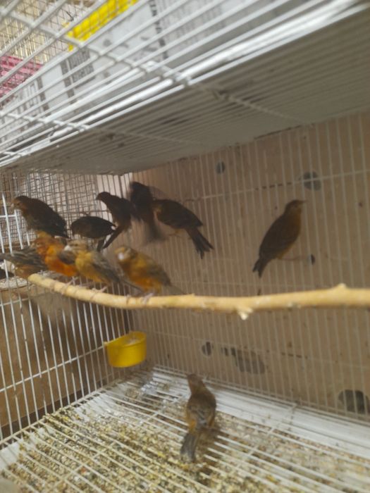 Канарейкалар сотилади