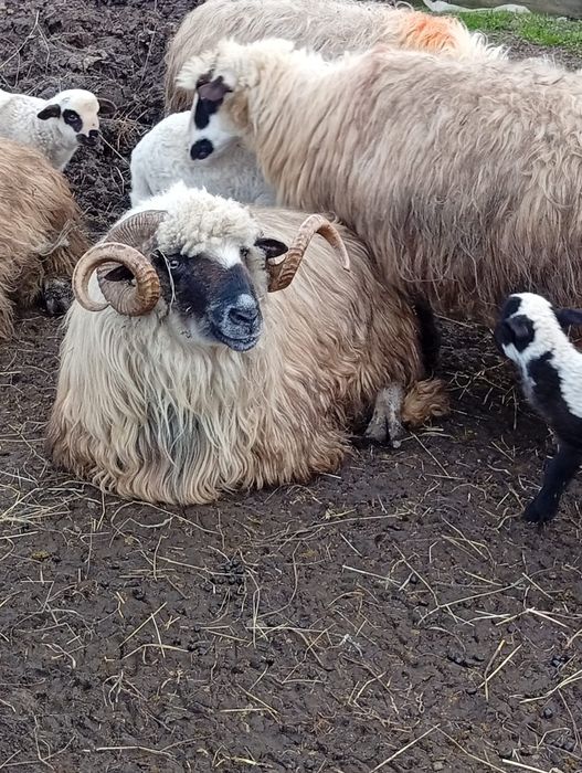 Berbec disponibil , de 4 miei ,