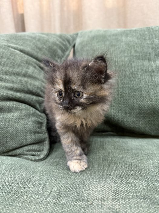 Отдам котят бесплатно