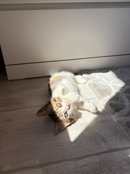 Котенце на два месеца. Момиче.